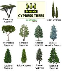 cypress tree facts types