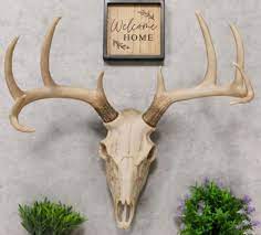 Large Buck Head Wall Mount Deer Skull