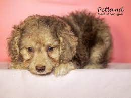 miniature poodle dog female chocolate