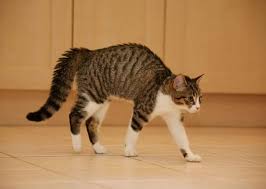 Check spelling or type a new query. Cat Tail Signs What Your Cat S Tail Tells You