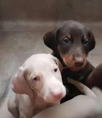 Puppies for sale and dogs for sale from puppies for sale uk. Cream And White Doberman Puppies San Antonio For Sale San Antonio Pets Dogs