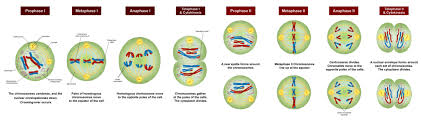 What Are The Differences Between Meiosis I And Meiosis Ii