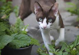 Here are some ways to keep cats out of houseplants and how i trained my cats to stop eating my plants. Can Cats Eat Sage Zooawesome