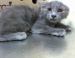 Maybe you would like to learn more about one of these? New York Ny Maine Coon Meet Dream Russian Blue Kittens A Pet For Adoption