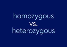 zygous vs heterozygous what s