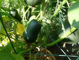 Winter Squash For Small Space Gardens