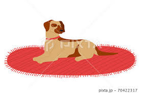 dog lying on carpet resting isolated at