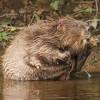 Story image for beavers devon wildlife trust from Somerset County Gazette