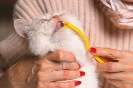 halitosis in cats cach newsletter