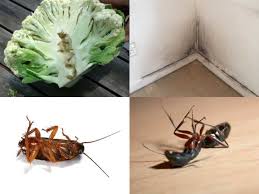 how to easily get rid of roaches