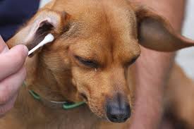 pinnal alopecia in dogs symptoms