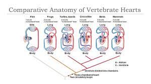 In fishes, the heart pumps out deoxygenated blood which is oxygenated by the gills and supplied to the body parts from where. Comparative Anatomy Of Vertebrate Hearts