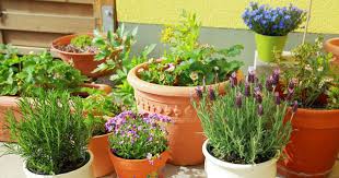 Grow Herb Garden Frist