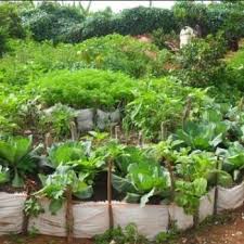 Organic Kitchen Gardening Rising Green
