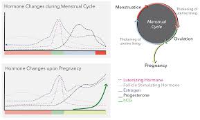 Pregnancy Hormone Levels Chart Fresh Pregnancy Hormones