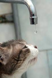 Image result for clip art faucet dripping on cat