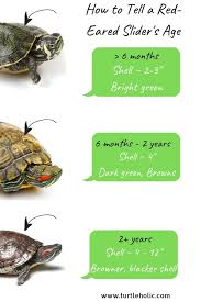 You Need To Know How Often To Feed A Red Eared Slider