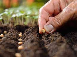 Harvesting And Planting Seeds