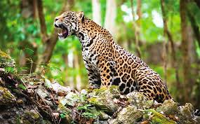 Recognized for their strength despite being so emblematic, jaguars are also under serious threat. Illegal Chinese Market Biggest Threat To Mexico S Jaguars Conservationists