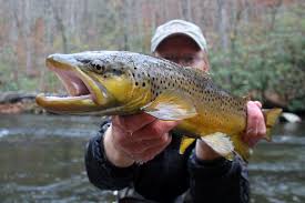 Great Smoky Mountains Fly Fishing Guide Service
