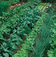 crop rotation in home vegetable garden