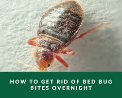 bed bug bites overnight