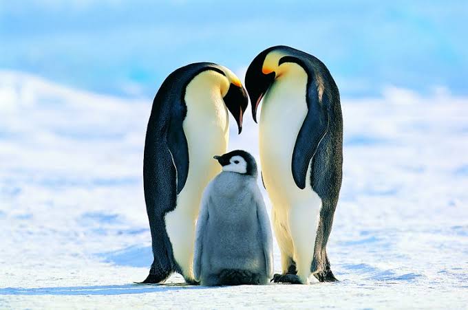 Aptenodytes forsteri aka emperor penguin is the largest living species