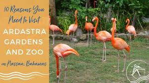 visit ardastra gardens and zoo
