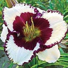 Shop for perennials by their plant hardiness zones. 91 Zone 5a Hardy Perennials Ideas Perennials Plants Hardy Perennials