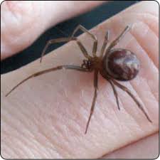 Spiders Commonly Found In Houses Susan Masta Portland