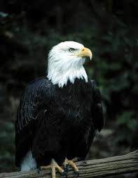 what kind of eagles live in michigan