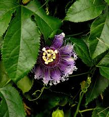 It will break down if you try to smoke it! Passionsblume Purple Haze Passiflora Kaufland De