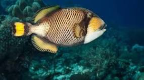 Is triggerfish poisonous?