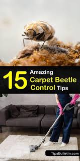 controlling a carpet beetle infestation