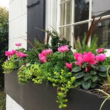 Window Box Flowers