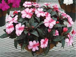 Plants are very sensitive to cold and wet, and are therefore not planted out until the risk of frost is well past, and need rehousing early in the autumn. New Guinea Impatiens Production Checklist Greenhouse Management