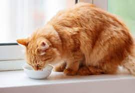 symptoms of kidney failure in cats