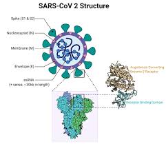 Chloroquine is a potent inhibitor of sars coronavirus infection and spread chloroquine is effective in preventing the spread of sars cov in cell culture. Figure Sars Cov 2 Structure Contributed By Rohan Bir Singh Md Made With Biorender Com Statpearls Ncbi Bookshelf
