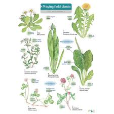 I truly enjoy the sight and smell of beautiful flowers, and i am sure you do too! E8r01709 Playing Field Plants Name Trail Pack Of 10 Findel International