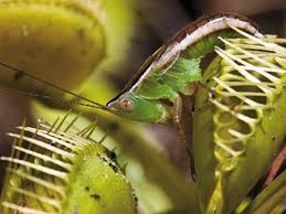 the venus flytrap s lethal allure