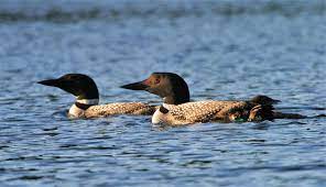 adirondack center for loon conservation