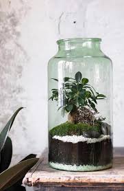 Ideas For Plants In Terrariums
