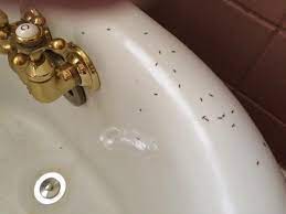 Ants In Bathroom Ants Eco Pest