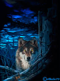 wolf gifs