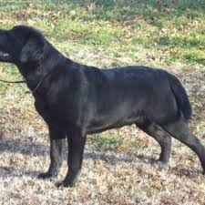 In a nutshell parent dogs have genes for their own coat color, they carry different. English Vs American Labrador Retrievers Pethelpful
