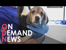 thousands of beagles rescued from a