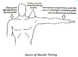 kinesiology muscle testing dr