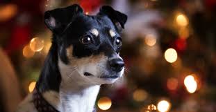 rat terrier dog breed complete guide