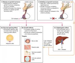 The Pituitary Gland And Hypothalamus Anatomy And Physiology Ii