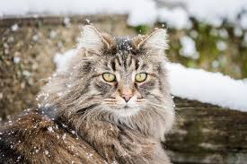Tica, the first to recognize the breed. So You Re Thinking About Getting A Norwegian Forest Cat My Pet And I